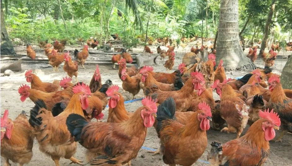 1697441052688069.png 微信截图_20230904161842.png