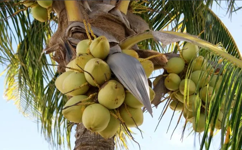 1699856908666832.png ÎIJýÒ¬×Ó.png