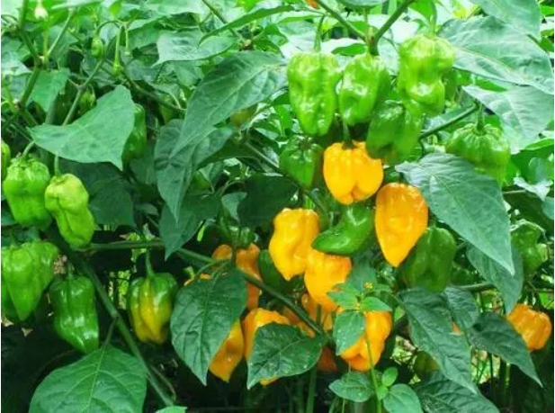 1700115848419262.png 微信截图_20231113113535.png