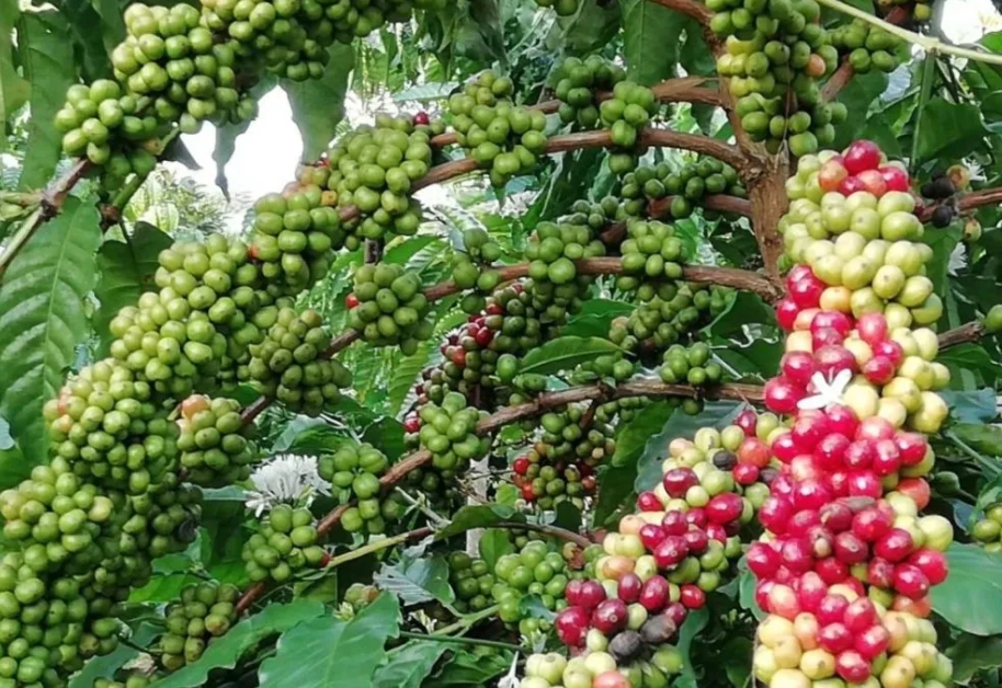 1703486465271779.png ΢ÐŽØÍ¼_20231221155830.png