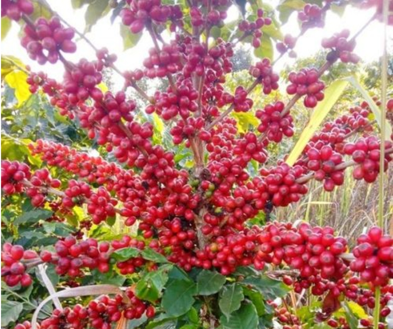 1704877829830929.png ΢ÐŽØÍ¼_20240108152005.png