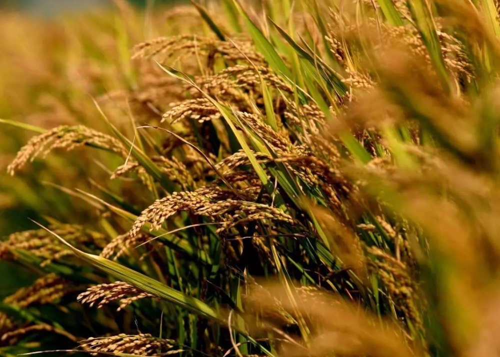 1709539860908839.png ΢ÐŽØÍ¼_20240302144048.png