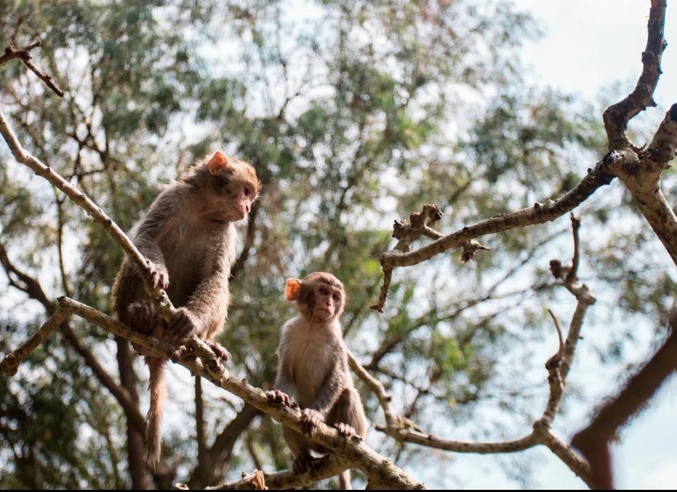 1710751486649778.png ΢ÐŽØÍ¼_20240301151038.png