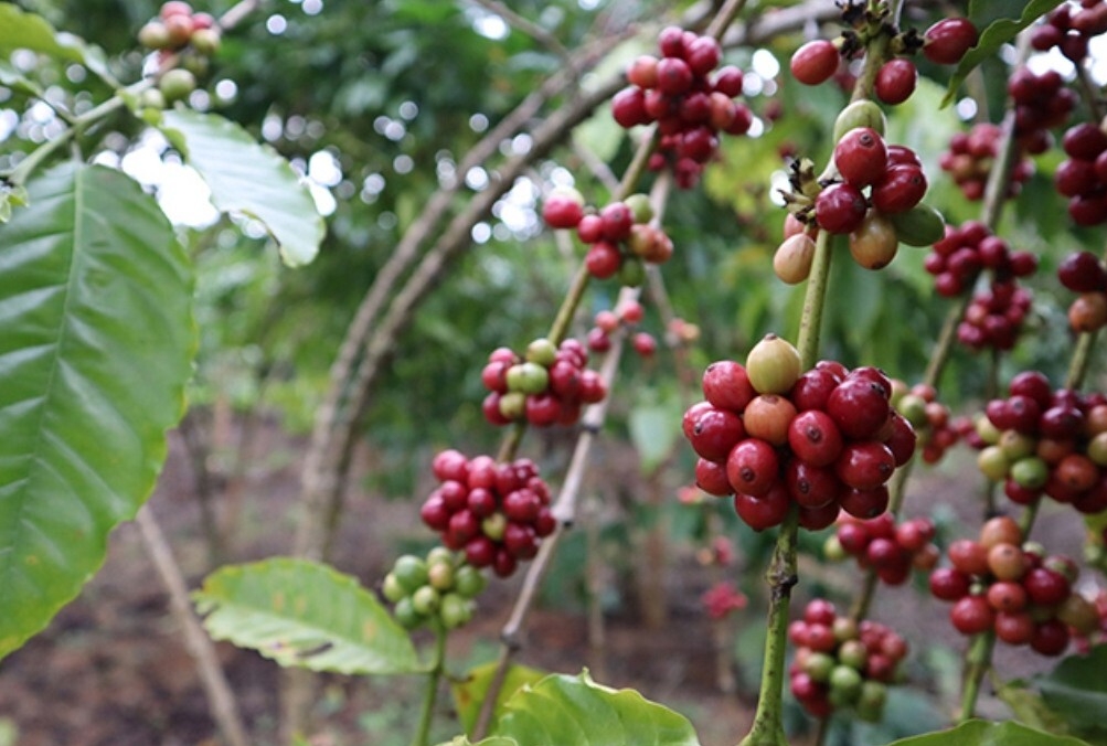 1715328552151806.png ΢ÐŽØÍ¼_20240510102606.png