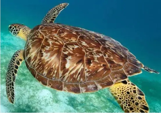 1715329074703219.png ΢ÐŽØÍ¼_20240510151645.png