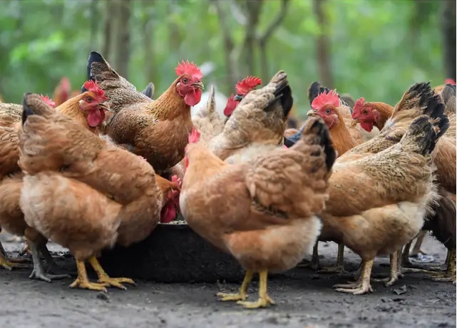 1715407897737920.png ΢ÐŽØÍ¼_20240511111430.png