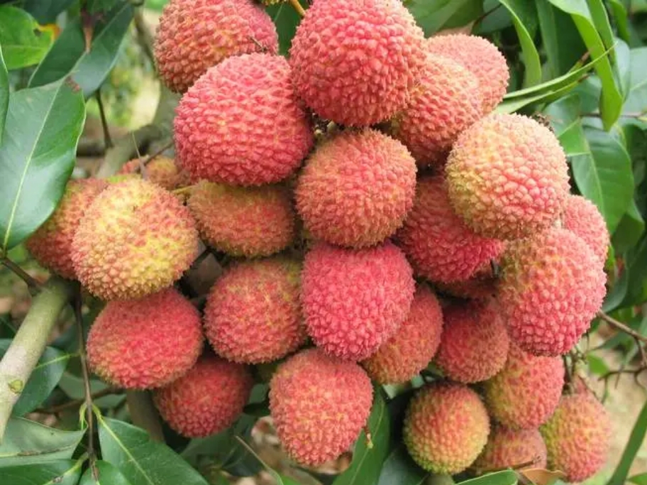 1715930566926973.png ΢ÐŽØÍ¼_20240517145535.png