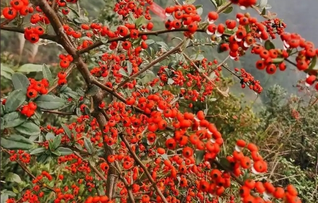 1731394675212037.png ΢ÐŽØÍ¼_20241111111115.png