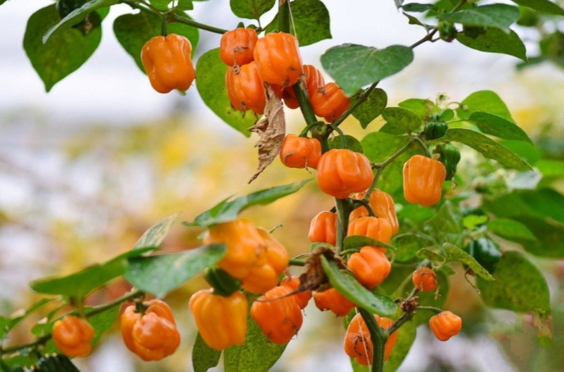 1733988186392989.png ΢ÐŽØÍ¼_20241211144006.png