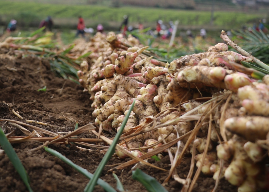 1734416271912905.png ΢ÐŽØÍ¼_20241216100814.png