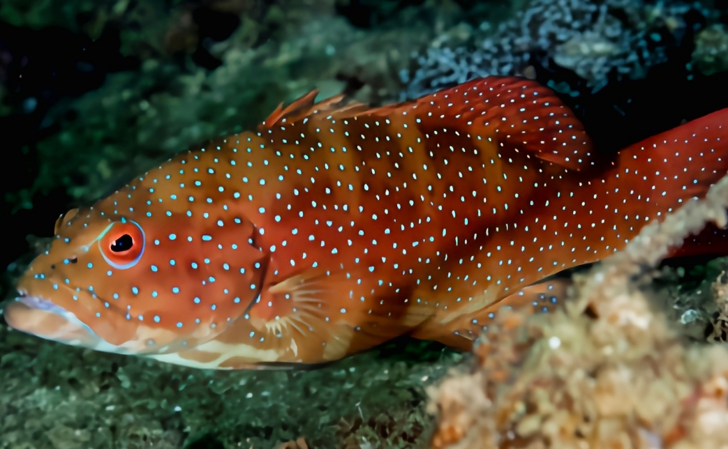 1734942361740710.png ΢ÐŽØÍ¼_20241219111647.png