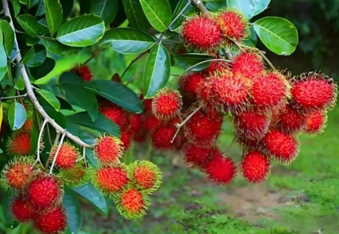 1743150088665152.png ΢ÐŽØÍ¼_20250328152117.png