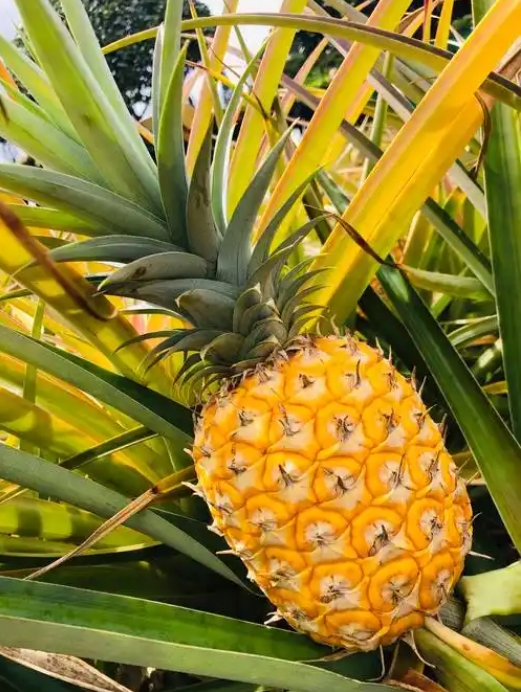 1748334882493682.png ΢ÐŽØÍ¼_20250527154427.png