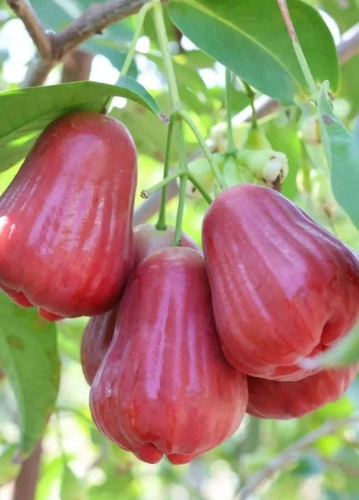 1749198526414281.png ΢ÐŽØÍ¼_20250606145547.png