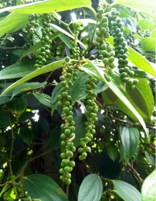 1749459678390423.png ΢ÐŽØÍ¼_20250609152304.png