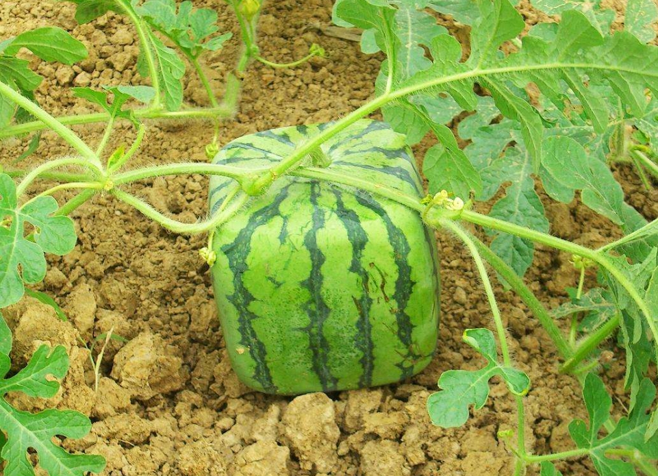 1751531838435533.png 微信截图_20250703140555.png