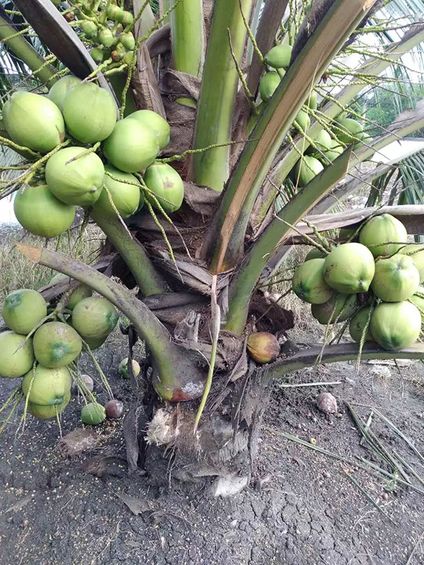 K8���� - ����Ӯ�ҡ�һ������